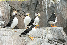 horned puffins